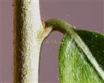  Stem and leaf with T-shaped hairs